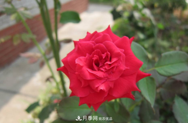 夏天月季花小又不香，5種情況看一看，您家屬于哪一種？(圖2)