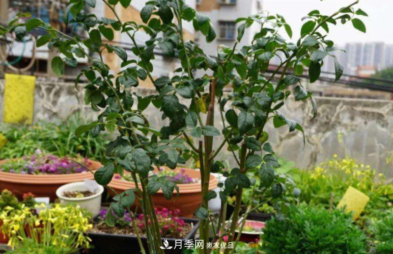 夏天月季花小又不香，5種情況看一看，您家屬于哪一種？(圖3)