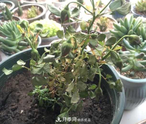夏天月季花小又不香，5種情況看一看，您家屬于哪一種？(圖4)