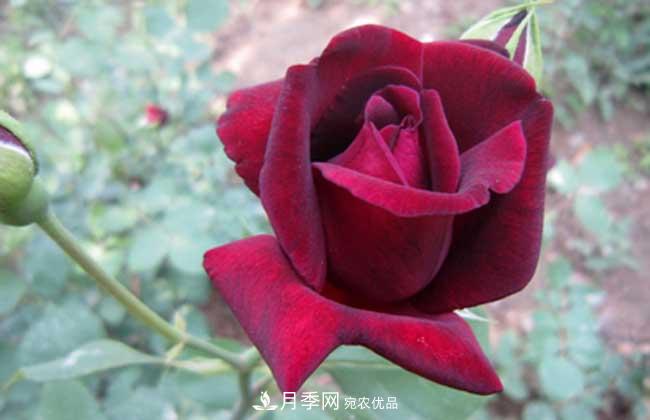 大花月季主要有哪些花色和品種？(圖6)