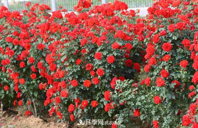 月季網(wǎng)寶典，藤本月季養殖養護方法(圖3)