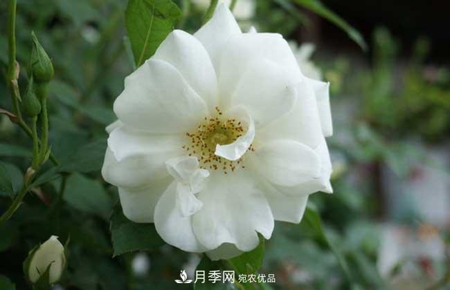 豐花月季有哪些經(jīng)典品種？(圖2)