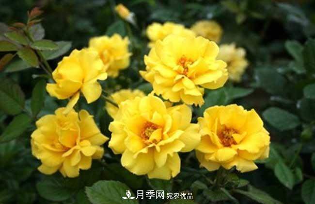 豐花月季有哪些經(jīng)典品種？(圖3)