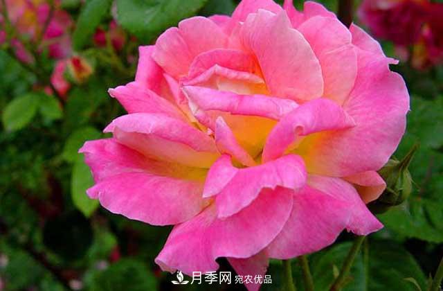 月季花顏色那么多，主要品種有哪些？(圖1)