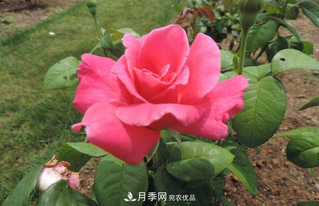 什么樹(shù)可以嫁接月季？南陽(yáng)月季嫁接的好處(圖2)