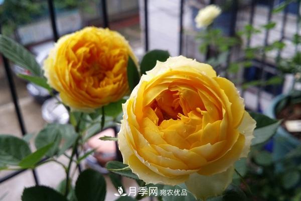 福建露臺養花全過(guò)程(圖1)