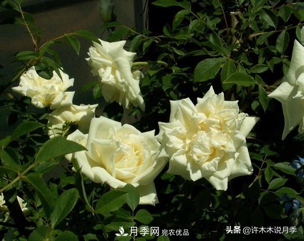25款純正中國月季，不比外國差，今有國月更比歐月俏(圖2)