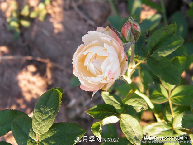 25款純正中國月季，不比外國差，今有國月更比歐月俏(圖1)