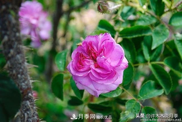 25款純正中國月季，不比外國差，今有國月更比歐月俏(圖3)