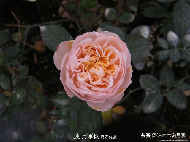 25款純正中國月季，不比外國差，今有國月更比歐月俏(圖6)