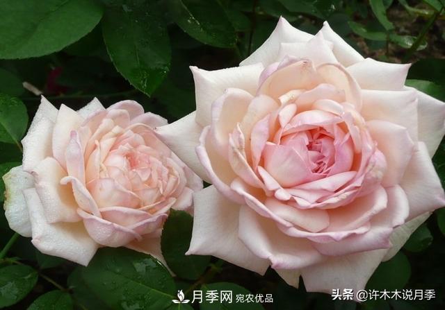 25款純正中國月季，不比外國差，今有國月更比歐月俏(圖8)
