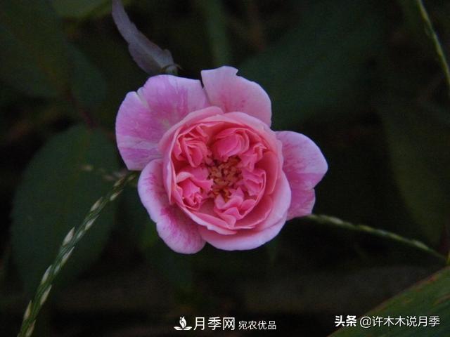 25款純正中國月季，不比外國差，今有國月更比歐月俏(圖10)
