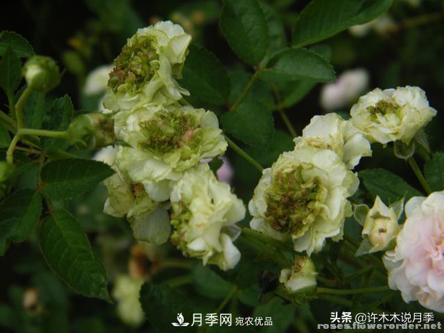 25款純正中國月季，不比外國差，今有國月更比歐月俏(圖14)