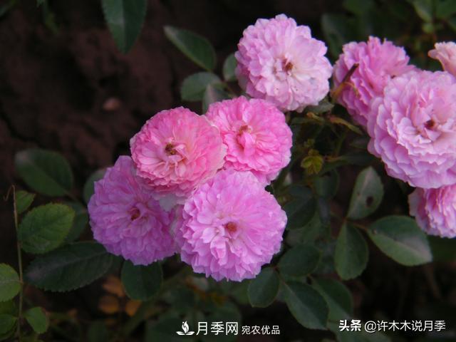 25款純正中國月季，不比外國差，今有國月更比歐月俏(圖15)