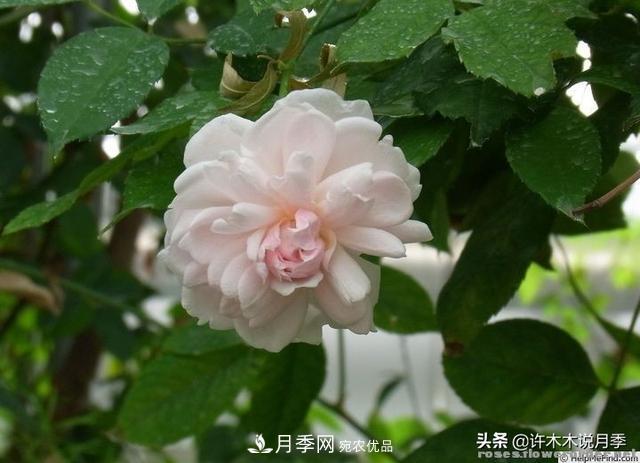 25款純正中國月季，不比外國差，今有國月更比歐月俏(圖9)