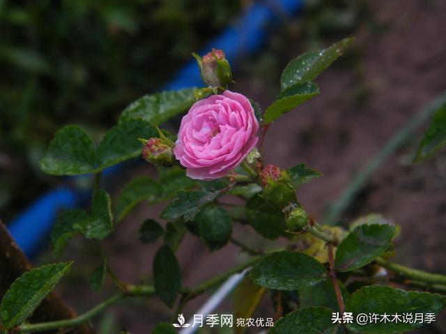 25款純正中國月季，不比外國差，今有國月更比歐月俏(圖12)