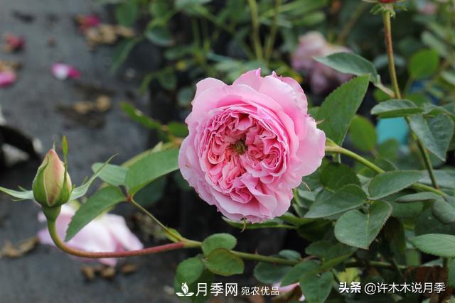 25款純正中國月季，不比外國差，今有國月更比歐月俏(圖16)