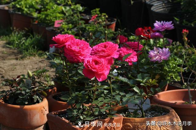 25款純正中國月季，不比外國差，今有國月更比歐月俏(圖25)