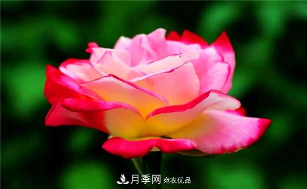立秋以后，養月季記住3個(gè)“口訣”再迎綻放期(圖2)