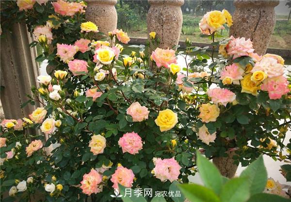 立秋以后，養月季記住3個(gè)“口訣”再迎綻放期(圖3)