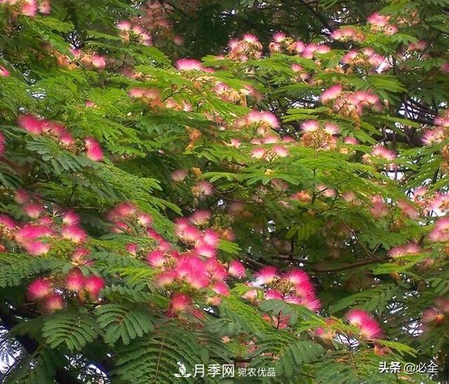 什么樣的觀(guān)賞樹(shù)種發(fā)展行情更好？(圖2)