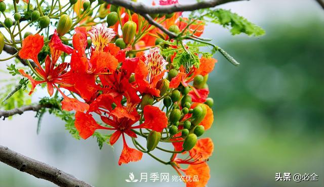 什么樣的觀(guān)賞樹(shù)種發(fā)展行情更好？(圖3)