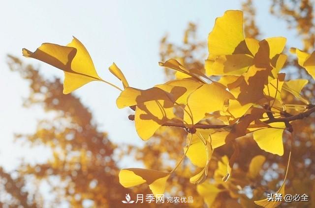 什么樣的觀(guān)賞樹(shù)種發(fā)展行情更好？(圖1)