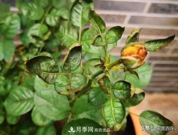 10種月季常見(jiàn)病蟲(chóng)害識別及用藥(圖5)