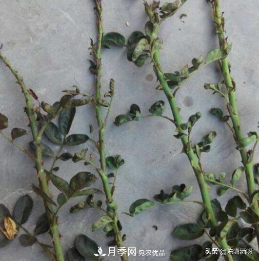 10種月季常見(jiàn)病蟲(chóng)害識別及用藥(圖6)