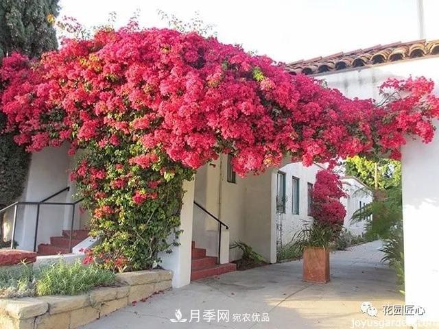 八月月季花卉養護，園丁的打理事宜(圖5)