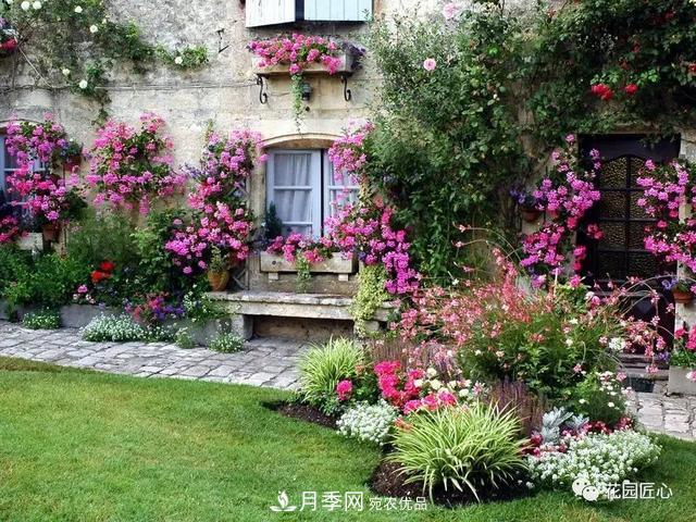 八月月季花卉養護，園丁的打理事宜(圖2)