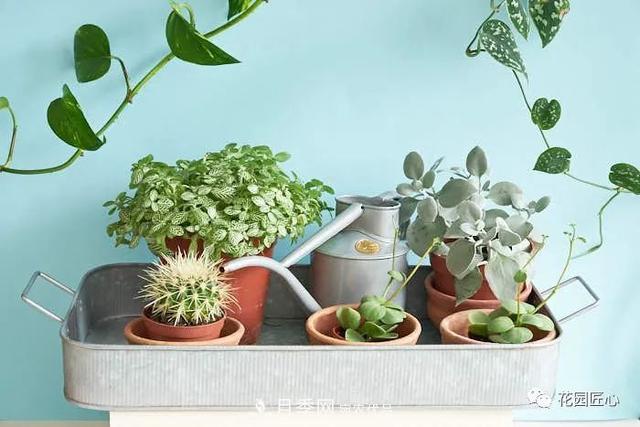 八月月季花卉養護，園丁的打理事宜(圖4)