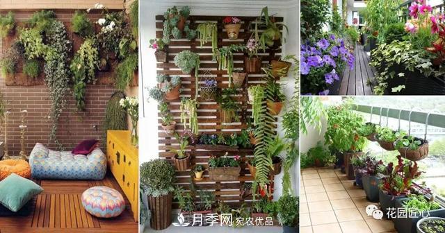 八月月季花卉養護，園丁的打理事宜(圖3)
