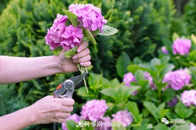 八月月季花卉養護，園丁的打理事宜(圖7)