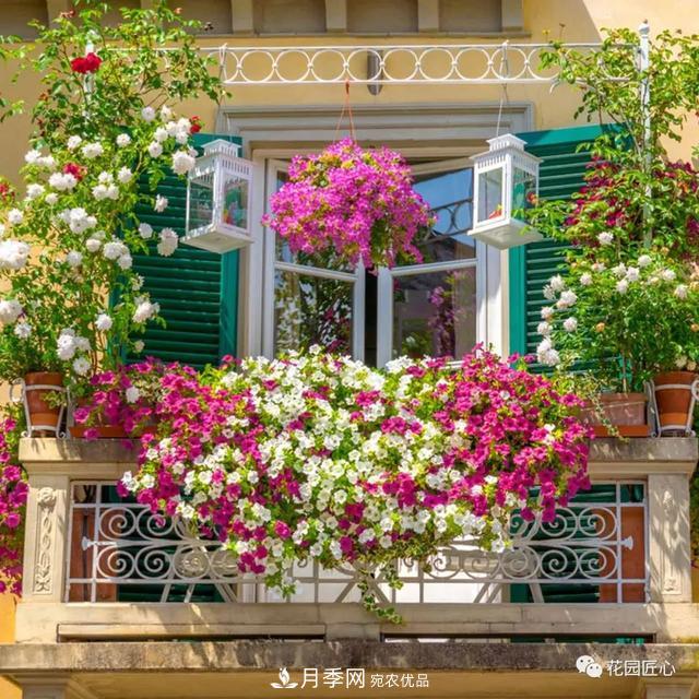 八月月季花卉養護，園丁的打理事宜(圖6)