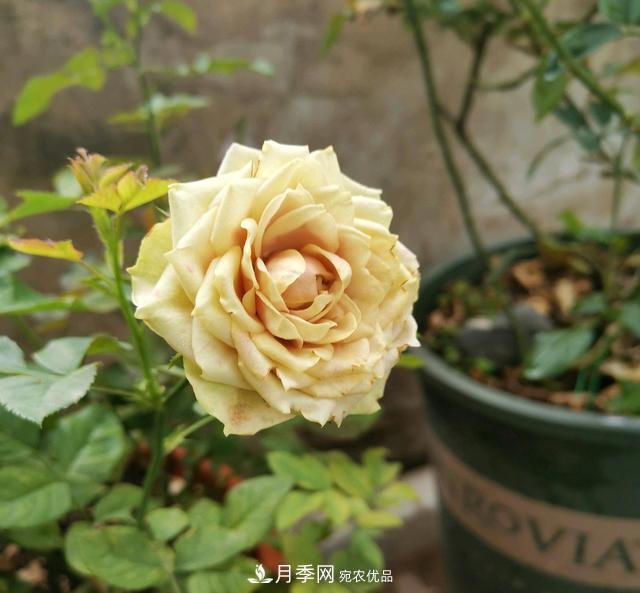 月季橫拉一個(gè)月了，就是不出粗筍，怎么辦？(圖1)