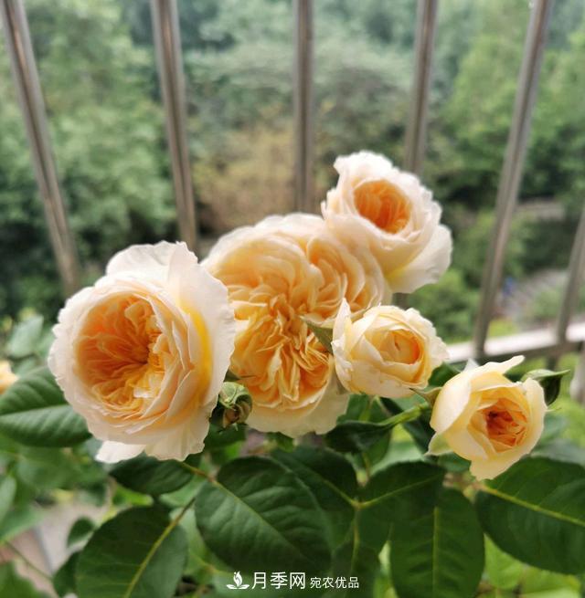 月季橫拉一個(gè)月了，就是不出粗筍，怎么辦？(圖5)