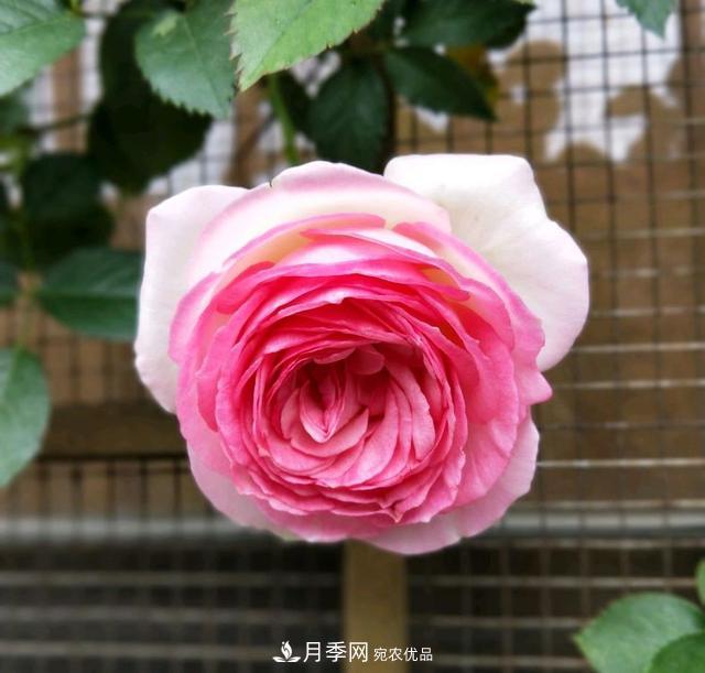 月季橫拉一個(gè)月了，就是不出粗筍，怎么辦？(圖3)