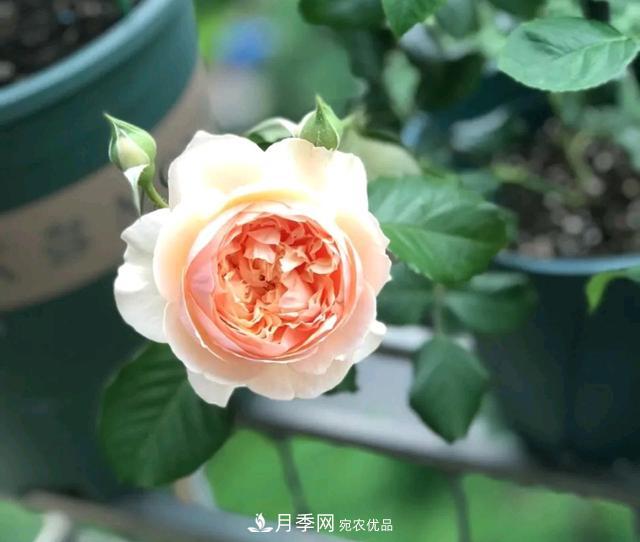 月季橫拉一個(gè)月了，就是不出粗筍，怎么辦？(圖4)
