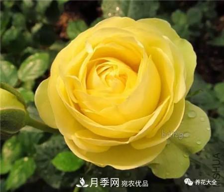 花期***長(cháng)的10種月季，種一棵賞大半年(圖1)