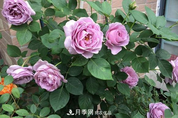 立秋后盆栽月季想要9、10月正常開(kāi)花，注意此4點(diǎn)(圖2)