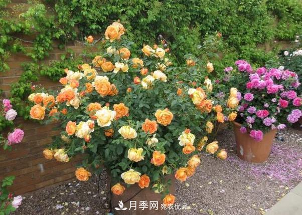 立秋后盆栽月季想要9、10月正常開(kāi)花，注意此4點(diǎn)(圖3)
