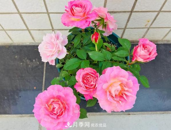 立秋后盆栽月季想要9、10月正常開(kāi)花，注意此4點(diǎn)(圖4)
