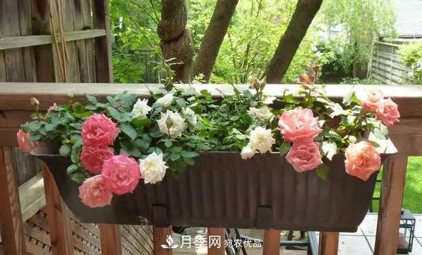 立秋后盆栽月季想要9、10月正常開(kāi)花，注意此4點(diǎn)(圖5)