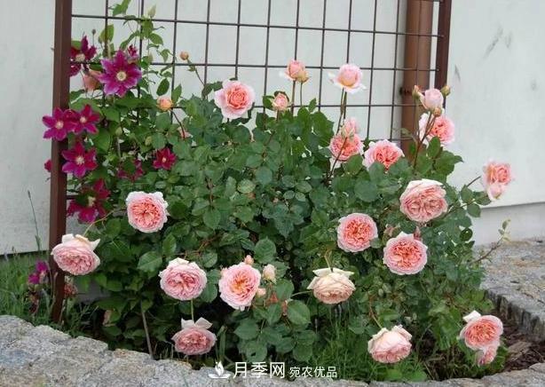 立秋后盆栽月季想要9、10月正常開(kāi)花，注意此4點(diǎn)(圖6)