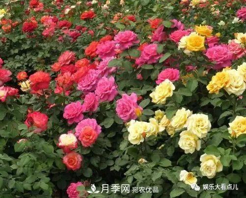 想要月季滿(mǎn)樹(shù)都是花苞，掌握4個(gè)訣竅，芽多枝干壯花朵開(kāi)爆盆(圖1)