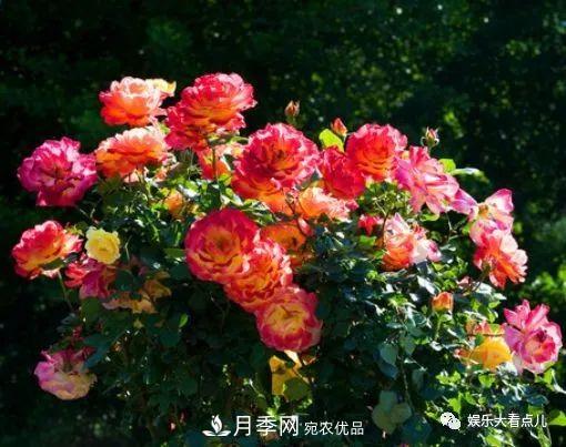 想要月季滿(mǎn)樹(shù)都是花苞，掌握4個(gè)訣竅，芽多枝干壯花朵開(kāi)爆盆(圖2)