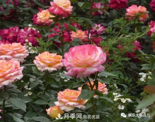 想要月季滿(mǎn)樹(shù)都是花苞，掌握4個(gè)訣竅，芽多枝干壯花朵開(kāi)爆盆(圖4)