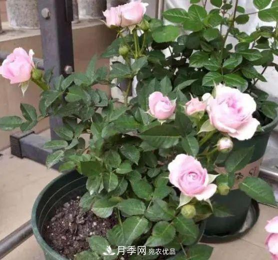 月季滿(mǎn)樹(shù)花苞該不該剪掉？認清“2點(diǎn)”，開(kāi)花又大又漂亮(圖2)