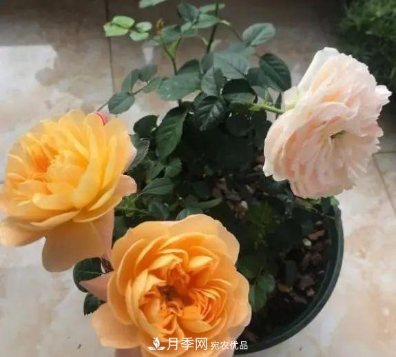 月季滿(mǎn)樹(shù)花苞該不該剪掉？認清“2點(diǎn)”，開(kāi)花又大又漂亮(圖1)